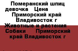 Померанский шпиц девочка › Цена ­ 45 000 - Приморский край, Владивосток г. Животные и растения » Собаки   . Приморский край,Владивосток г.